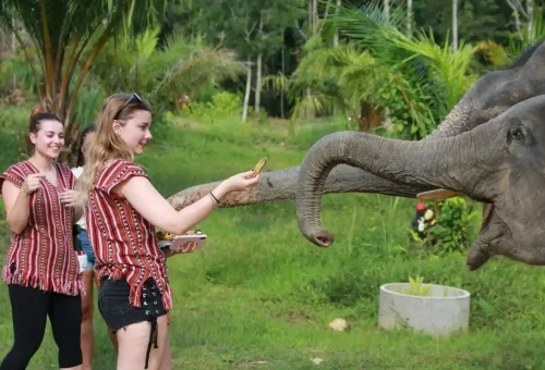 Visitors feeding elephants bananas and fruits at Phuket Elephant Care Park.