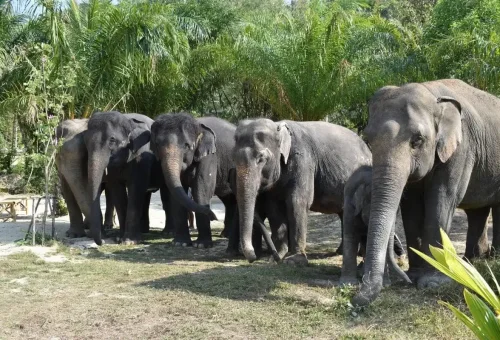 Group of elephants standing together in the shade of palm trees at Phuket Elephant Care Park.