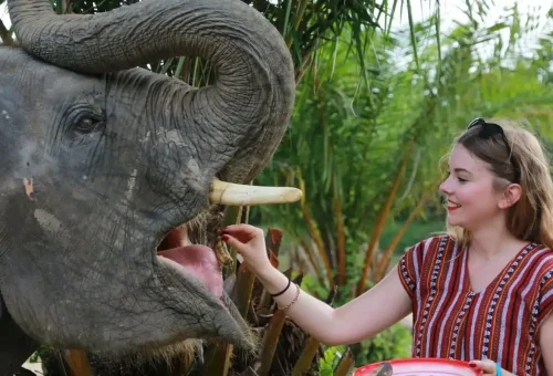 Tourist feeding an elephant by hand during ethical interaction at Phuket Elephant Care Park.