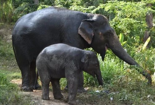 Mother elephant walking with her baby through the jungle at Phuket Elephant Care Park.
