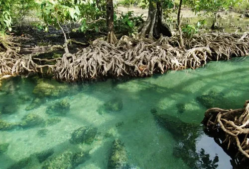 Emerald stream and mangrove roots Krabi eco attraction