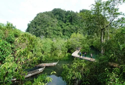 Wooden walkway through Krabi mangrove forest trail