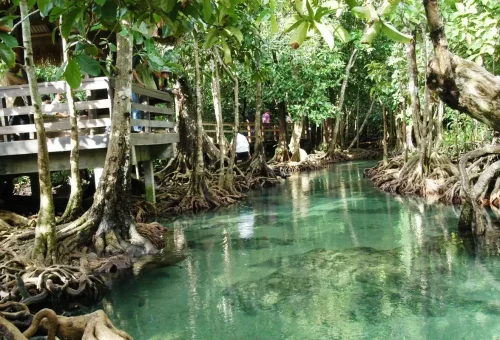 Crystal clear mangrove stream Krabi Khlong Thom