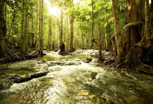 Natural mineral water stream running under sunlight in the tropical jungle.