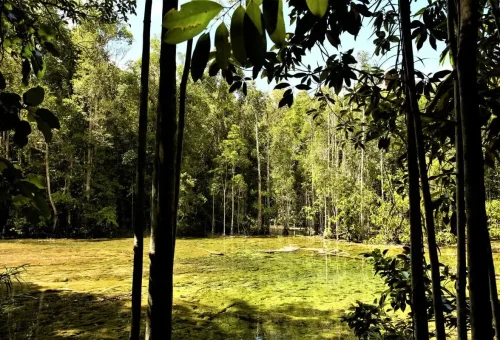Green forest lagoon surrounded by tall trees at Emerald Pool Krabi.