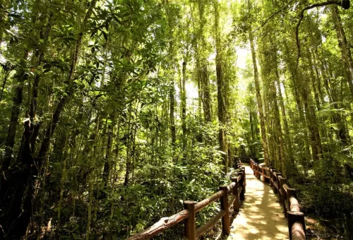 Elevated boardwalk through lush greenery leading visitors to Emerald Pool and hot springs.