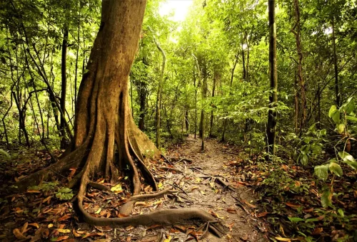 Pathway through dense rainforest leading to Krabi’s famous natural hot springs.