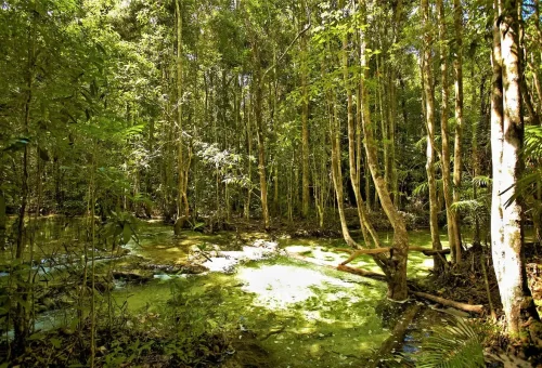 Dense green mangrove and wetland ecosystem near Khao Phra Bang Khram Nature Reserve.