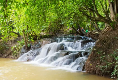 Natural warm water stream surrounded by green trees and forest roots.