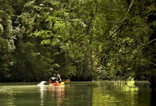 Kayaks gliding along the mangrove channels surrounded by tropical forest