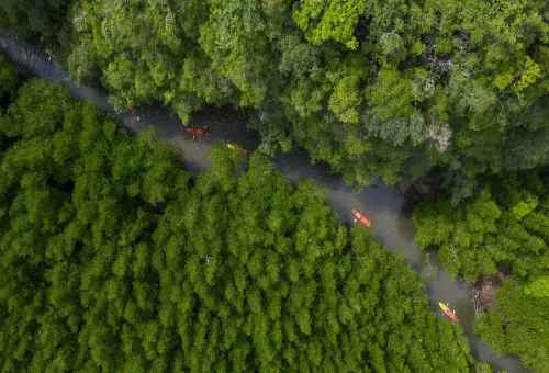 Aerial view of kayaks paddling through Ao Thalane mangrove forest, Krabi, Thailand