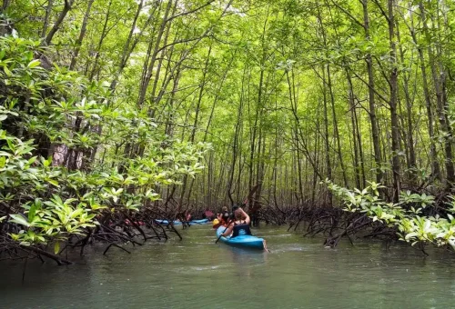 Tourists kayaking through dense mangrove forest at Ao Thalane Krabi