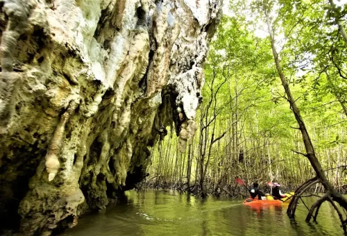 Limestone cliffs and mangrove forest with kayakers exploring narrow water channels in Krabi, Thailand.