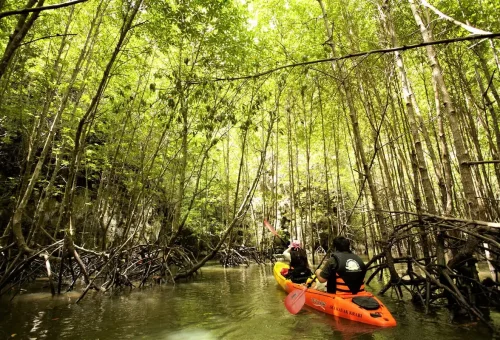 Tourists kayaking through dense mangrove forest at Ao Thalane Bay in Krabi, Thailand.