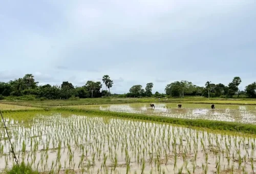 Lush green rice fields with local farmers working in Krabi
