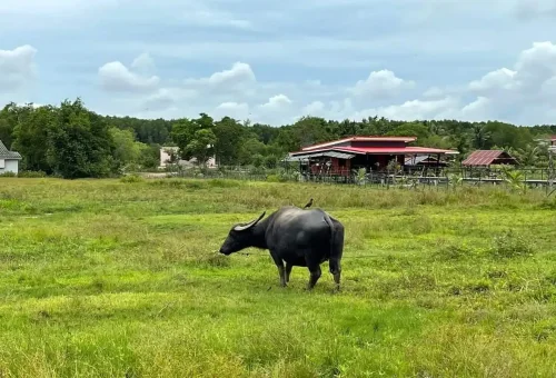 Water buffalo grazing near a Thai farmhouse in Koh Klang
