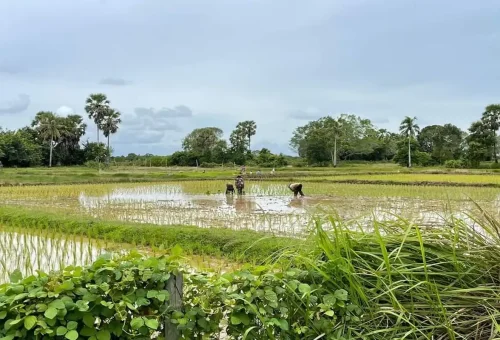 Farmers planting rice in flooded fields, Krabi Thailand
