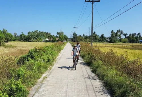 Travelers cycling through rice fields under the blue sky in Krabi