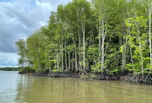Mangrove forest along Krabi River near Koh Klang