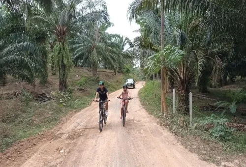 Cyclists on a country dirt road surrounded by palm trees on the Huay Tho route.