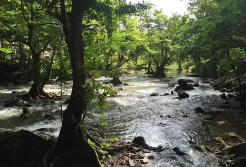 Stream flowing through lush jungle at Huay Tho Waterfall Krabi, Thailand.