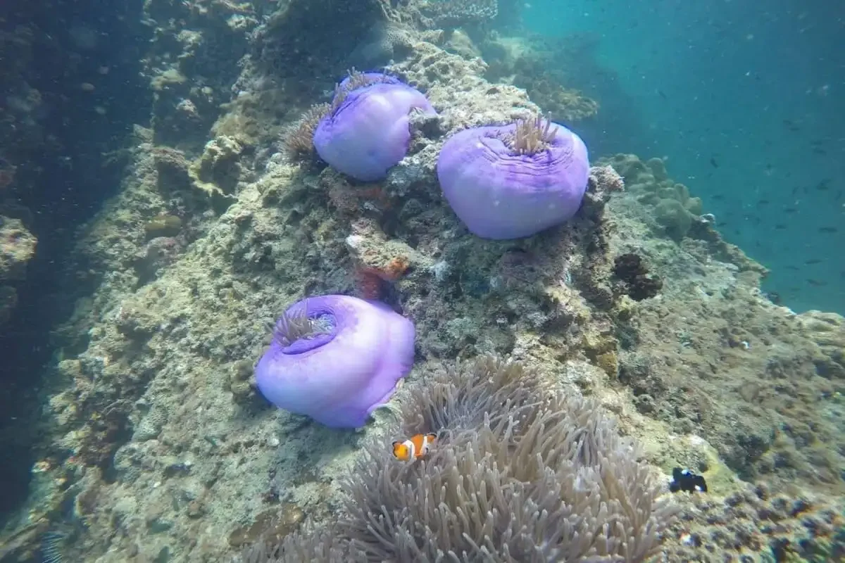 Underwater coral reef with purple anemones and clownfish near Krabi islands