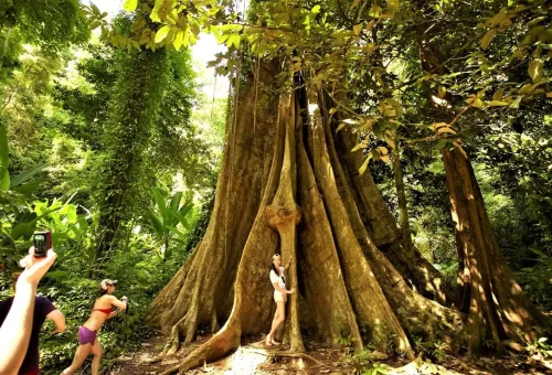 Visitors standing beside a massive rainforest tree with wide roots during a Krabi canoeing tour.
