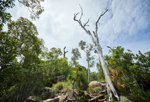 Tall forest trees and natural hiking path under blue sky on Dragon Crest Mountain trail.