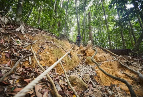 Hiker climbing steep section of Dragon Crest trail using rope for support through dense jungle.