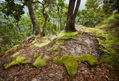 Moss-covered forest floor and tree roots on Dragon Crest trail in Krabi, Thailand.