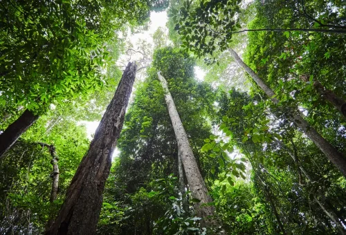 Tall rainforest trees reaching to the sky on Dragon Crest Mountain trail in Krabi.