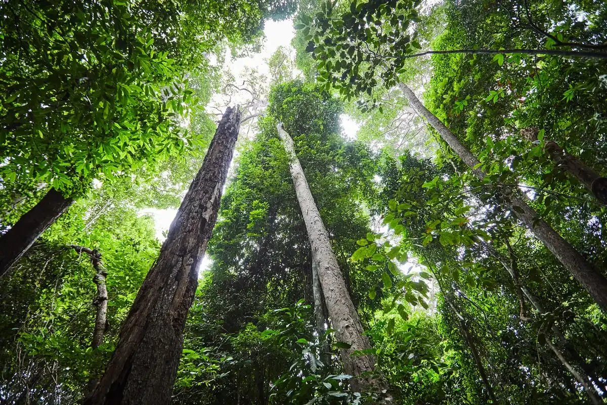 Tall rainforest trees reaching to the sky on Dragon Crest Mountain trail in Krabi.