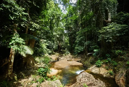 Lush rainforest and small stream at Huay Tho Waterfall, Krabi National Park.