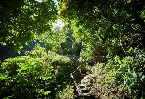Wooden steps surrounded by green vegetation leading up through Krabi rainforest.