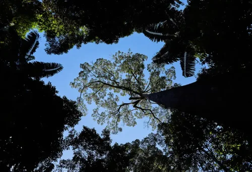 Tall rainforest tree canopy viewed from below against blue sky in Krabi.