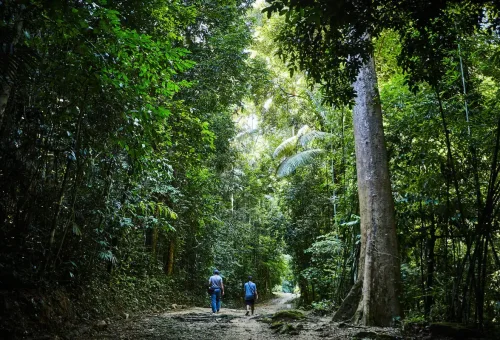Two hikers walking through dense rainforest trail in Krabi National Park.