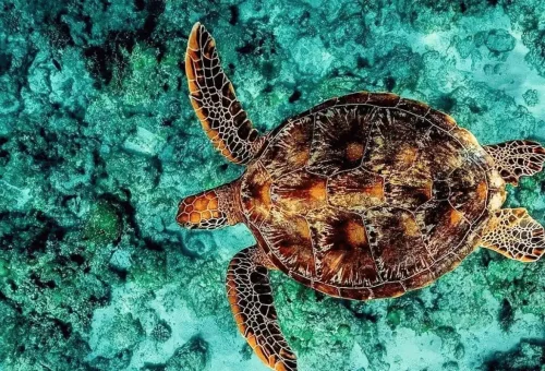 Sea turtle swimming gracefully over coral reef in the clear blue sea of Koh Tao.