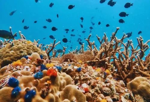 Colorful coral reef with marine life in clear blue tropical water near Koh Tao, Thailand.