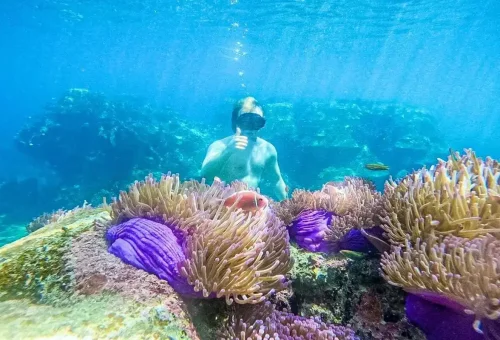 Snorkeler observing purple sea anemones and clownfish among colorful coral at Koh Tao reef.