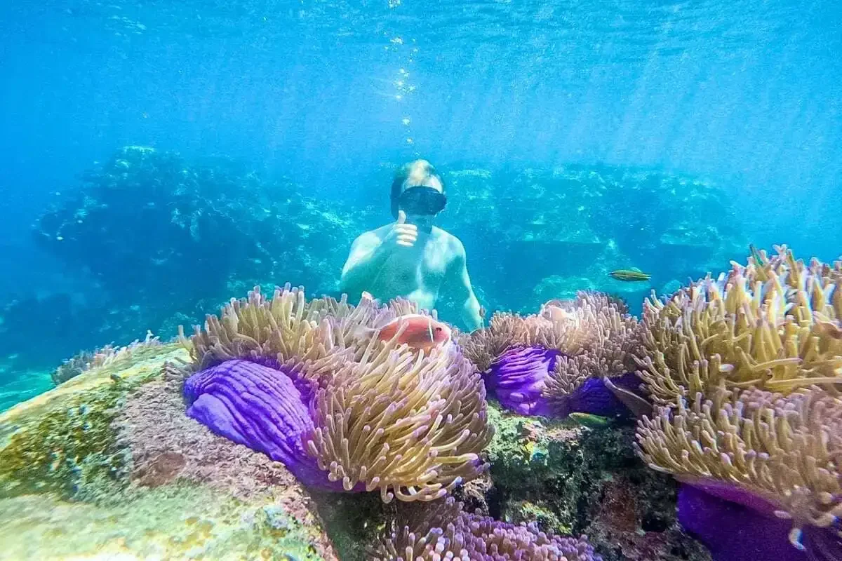 Snorkeler observing purple sea anemones and clownfish among colorful coral at Koh Tao reef.