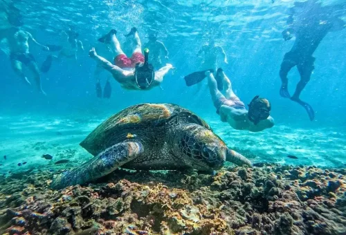 Snorkelers swimming near a sea turtle in the clear blue water off Koh Tao island.