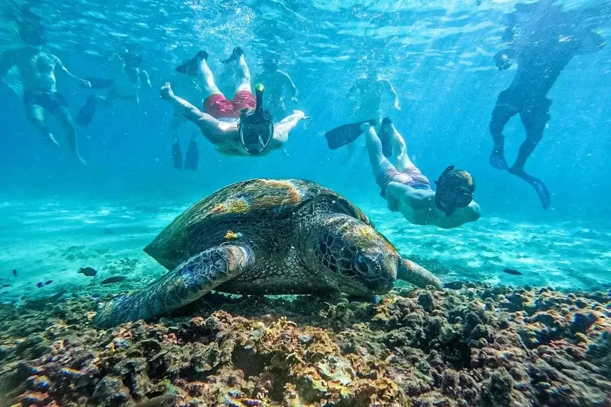 Snorkelers swimming near a sea turtle in the clear blue water off Koh Tao island.