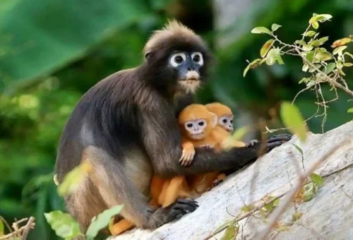 Dusky leaf monkey with two babies resting on a tree in Angthong Marine Park, Thailand.