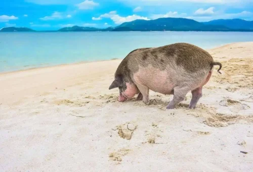 Traveler feeding a friendly pig on the beach at Koh Madsum, surrounded by turquoise waters and peaceful island scenery.