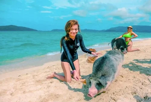 Tourists feeding friendly pigs on the white sandy beach of Pig Island (Koh Madsum) during a Samui speedboat tour with Phuket Travel Store.