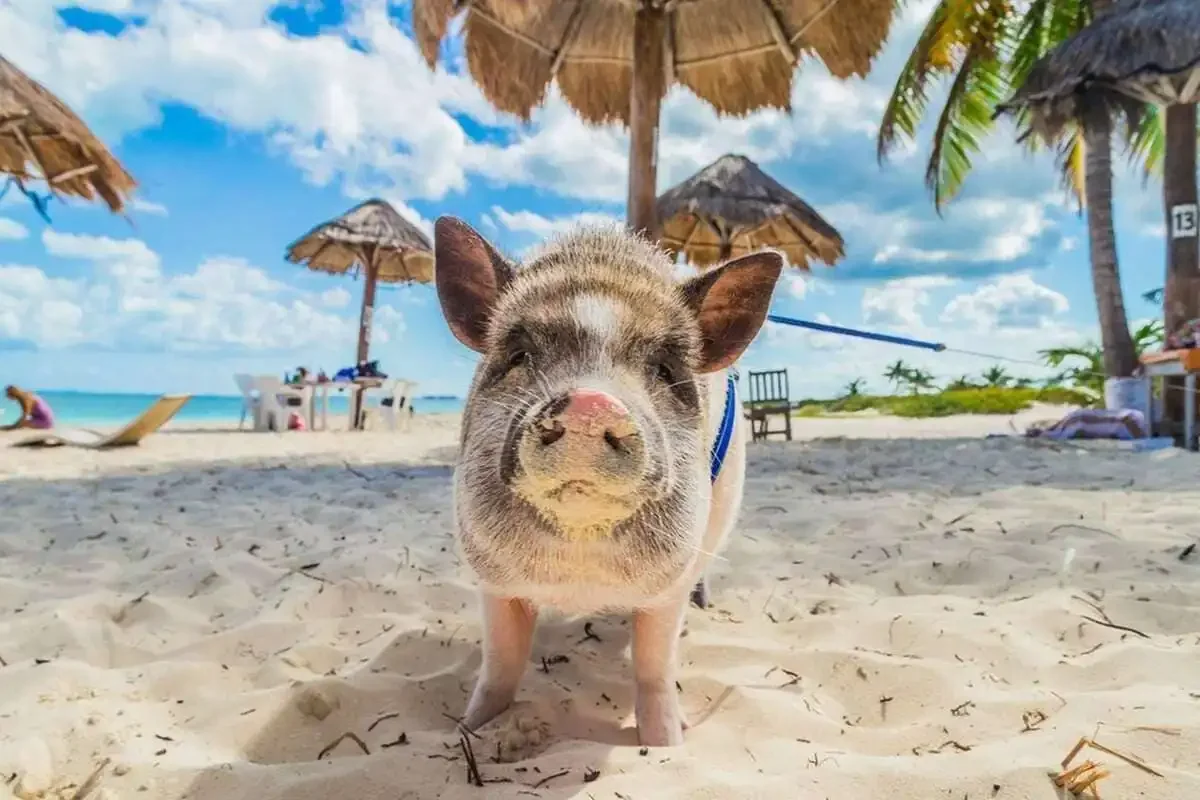 Samui Coral Island Pig Island Phuket Travel Store 5