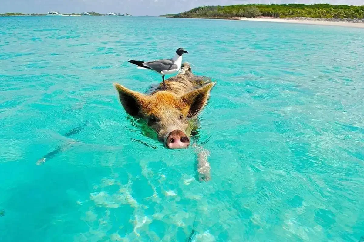Swimming pig in crystal-clear turquoise sea near Pig Island (Koh Madsum), one of the most unique attractions near Koh Samui.