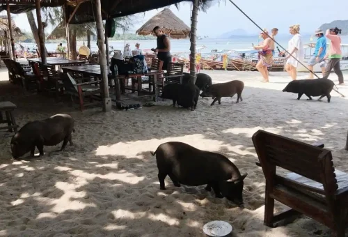 Several pigs walking around the beach café on Pig Island Samui, as tourists enjoy the relaxing seaside view.