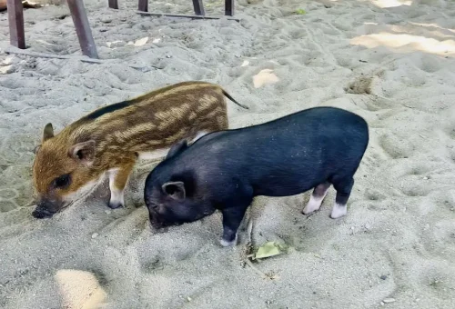 Two young pigs playing in the sand under beach huts on Koh Madsum (Pig Island) near Koh Samui.
