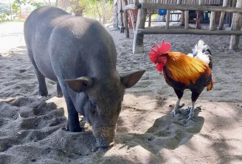 A pig and a rooster on the sandy beach of Koh Madsum (Pig Island) near Samui, showcasing the island’s charming animal life.
